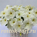 Петуния многоцветковая Petunia x hybrida My Love (Amore Mio) F1 White, 5 драже
