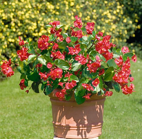 Бегония бенариензис (Begonia x benariensis) Big Red Green Leaf, 3 драже