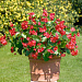 Бегония бенариензис (Begonia x benariensis) Big Red Green Leaf, 3 драже