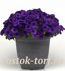 Петуния ампельная (Petunia trayling F1) E3 Easy Wave™ Blue, 5 драже