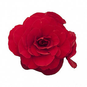 Бегония клубневая (Begonia tuberhybrida) Nonstop Mocca Red, 5 драже