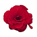 Бегония клубневая (Begonia tuberhybrida) Nonstop Mocca Red, 5 драже
