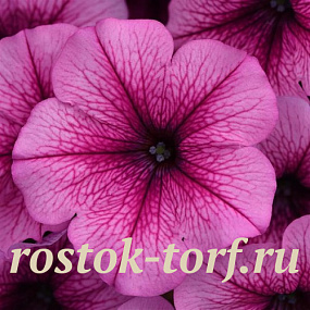 Петуния ампельная (Petunia trayling F1) Easy Wave Rose Fusion, 5 драже