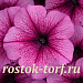 Петуния ампельная (Petunia trayling F1) Easy Wave Rose Fusion, 5 драже