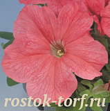 Петуния крупноцветковая (Petunia grandiflora) Eagle Salmon,10 драже