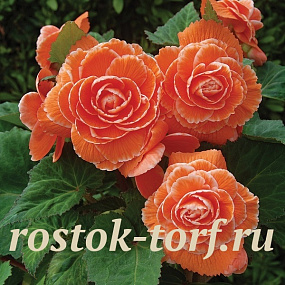 Бегония клубневая (Begonia tuberosa) Amerihybrid Picotee Lace Apricot, 3 драже