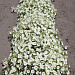 Петуния ампельная (Petunia pendolino F1) Pendolino White, 5 драже