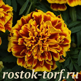 Big pack Бархатцы отклоненные (Tagetes patula F1) Bonanza Bee, 30 шт очищ. семян