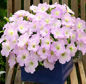 Петуния каскадная (Petunia trayling F1) Trilogy Lavander Pink, 5 драже