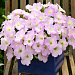 Петуния каскадная (Petunia trayling F1) Trilogy Lavander Pink, 5 драже