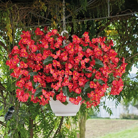 Бегония бенариензис (Begonia x benariensis) Big Red Green Leaf, 3 драже