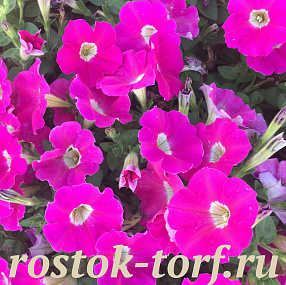Big pack Петуния многоцветковая Petunia x hybrida My Love (Amore Mio) F1 Rose eye, 30 драже
