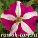 Петуния мелкоцветковая (Petunia milliflora) Picobella Rose Star, 5 драже