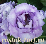 Эустома(Лизиантус) (Eustoma grandiflorum) Rosie Lilac, 5 драже