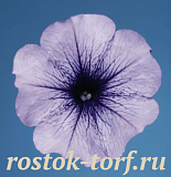 Big pack Петуния многоцветковая (Petunia hybrida F1 multiflora) Celebrity Blue Ice, 30 драже