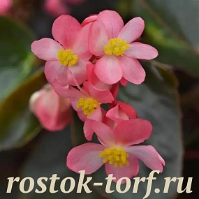 Бегония гибридная (Begonia x hybrida) Dragon Wing Pink Bronze Leaf, 3 драже