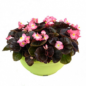 Бегония вечноцветущая (Begonia semperflorens) Senator iQ Bicolor, 10 драже