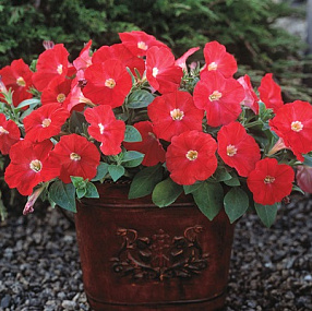 Петуния каскадная (Petunia trayling F1) Trilogy Scarlet, 5 драже