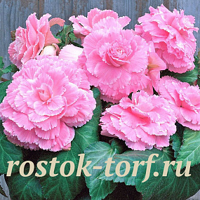 Бегония клубневая (Begonia tuberosa) Amerihybrid Picotee Lace Pink, 3 драже