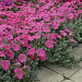 Петуния ампельная многоцветковая (Petunia trayling F1) Wave Pink, 5 драже