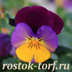 Виола виттрока (Viola wittrockiana F1) Freefall Sundown, 5 семян 