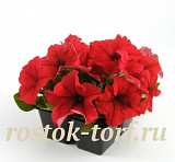 Петуния крупноцветковая (Petunia grandiflora F1) Ez Rider Red, 5 драже