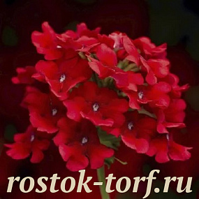 Вербена ампельная Obsession Cascade F1 Scarlet, 5 шт