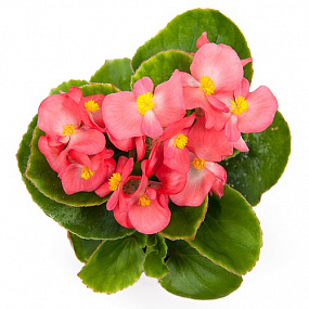 Бегония вечноцветущая (Begonia semperflorens) Ambassador F1 Coral, 10 драже