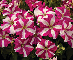 Петуния мелкоцветковая (Petunia milliflora) Picobella Rose Star, 5 драже