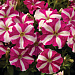 Петуния мелкоцветковая (Petunia milliflora) Picobella Rose Star, 5 драже