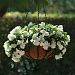 Big pack Катарантус розовый ампельный (Vinca rosea) Mediterranean – Xp White, 30 семян