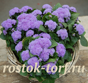 Агератум мексиканский (Ageratum mexicanum) Aloha blue, 10 семян