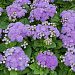 Агератум мексиканский (Ageratum mexicanum) Aloha blue, 10 семян