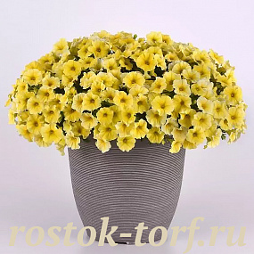 Петхоа (Petchoa) Caliburst™ Yellow, 3 драже
