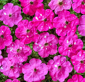 Петуния многоцветковая (Petunia multiflora) Dot Star F1 Deep Pink, 5 драже