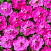 Петуния многоцветковая (Petunia multiflora) Dot Star F1 Deep Pink, 5 драже