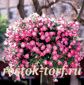 Петуния ампельная (Petunia trayling F1) Opera Supreme Pink Morn, 5 драже