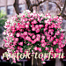 Петуния ампельная (Petunia trayling F1) Opera Supreme Pink Morn, 5 драже