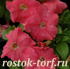 Петуния многоцветковая (Petunia multiflora F1) Mambo GP salmon , 10 драже