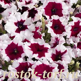 Big pack Петуния многоцветковая (Petunia hybrida F1 multiflora) Celebrity Burgundy Frost, 30 драже 