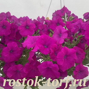 Big pack Петуния ампельная (Petunia pendolino F1) Pendolino Lilac, 30 драже