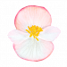 Бегония вечноцветущая Begonia semperflorens Cocktail® Rum, 10 драже