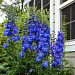 Дельфиниум высокий (Delphinium elatum) Guardian Blue, 3шт семян
