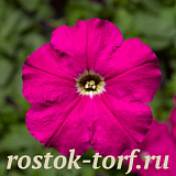 Петуния многоцветковая (Petunia multiflora) Damask F1 Carmine, 10 драже