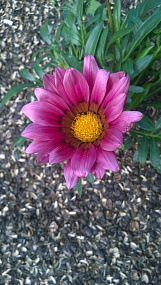 Гацания жестковатая (Gazania rigens F1) Kiss Rose, 5 семян