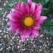 Гацания жестковатая (Gazania rigens F1) Kiss Rose, 5 семян