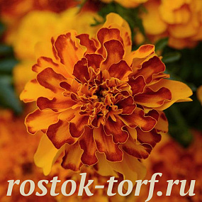 Big pack Бархатцы отклоненные (Tagetes patula F1) Bonanza Bolero, 30 шт очищ. семян