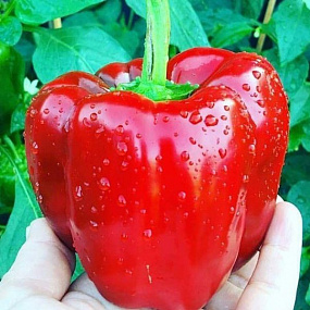 Перец сладкий Калифорнийское чудо красный, 5 шт семян