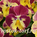 Виола ампельная (Viola trailing F1) Cool Wave Strawberry Swirl, 3 шт семян