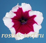 Петуния многоцветковая (Petunia hybrida F1 multiflora) Celebrity Burgundy Frost, 10 драже